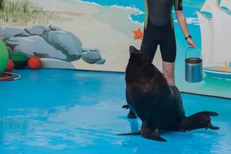 表演动物有哪些_表演动物训练方法