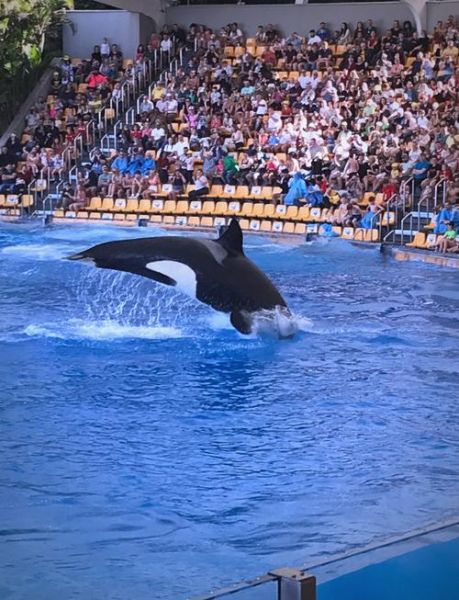 表演动物有哪些_表演动物训练方法