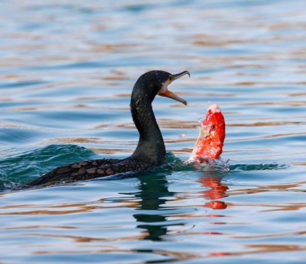 捕鱼照片怎么拍好看_捕鱼照片拍摄技巧