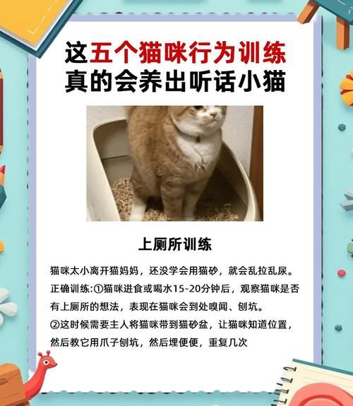 猫咪非常调皮怎么办_如何训练猫咪不拆家
