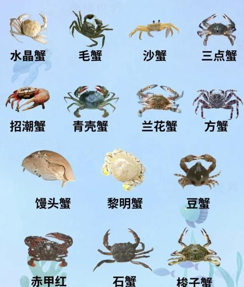 螃蟹类似词语有哪些_如何区分这些近义词