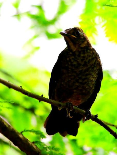 鸟儿是什么意思_鸟儿有哪些象征意义