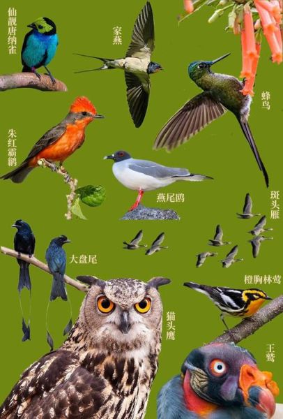 鸟儿是什么意思_鸟儿有哪些象征意义