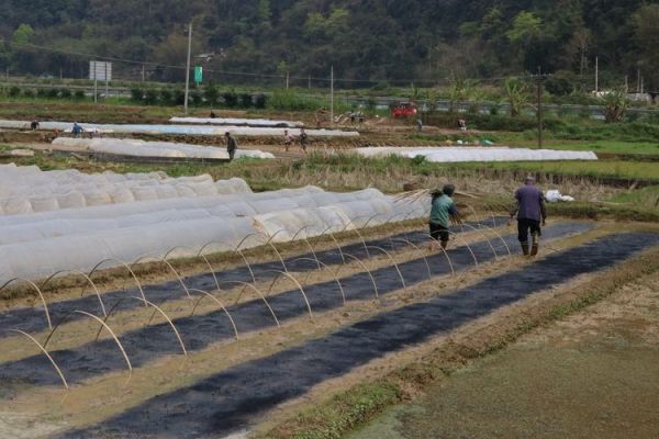 春耕播种_农事活动有哪些