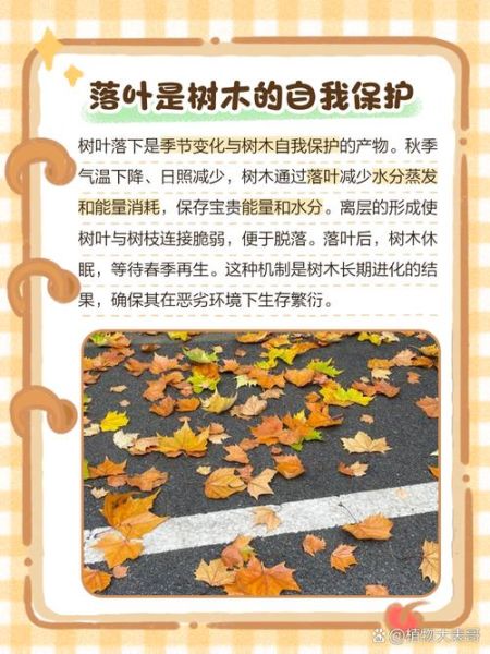 飘落的叶子像什么_秋天落叶的寓意是什么