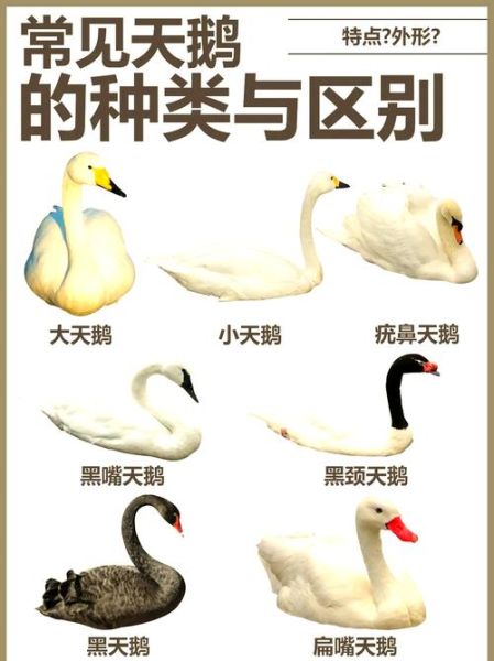 天鹅的描写词语有哪些_如何优雅地运用