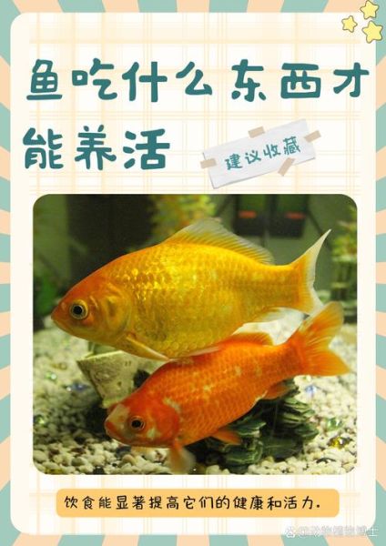 小鱼怎么养_小鱼吃什么食物