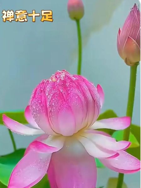 莲叶为什么能出淤泥而不染_莲叶的功效与作用