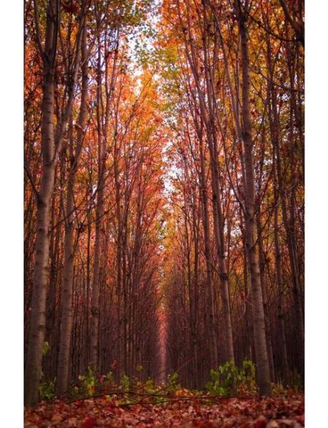 枫林什么时候最美_枫林拍照最佳时间