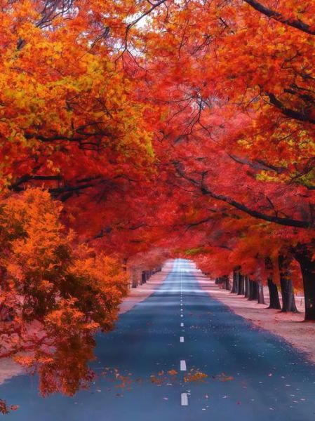 枫林什么时候最美_枫林拍照最佳时间