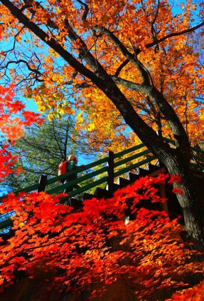 枫林什么时候最美_枫林拍照最佳时间