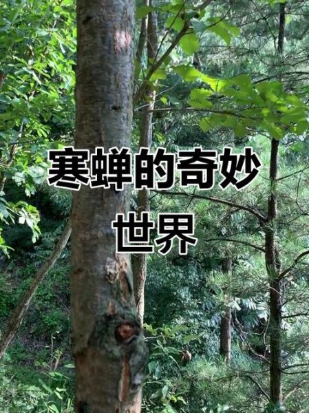 寒蝉声音像什么_寒蝉叫声怎么形容