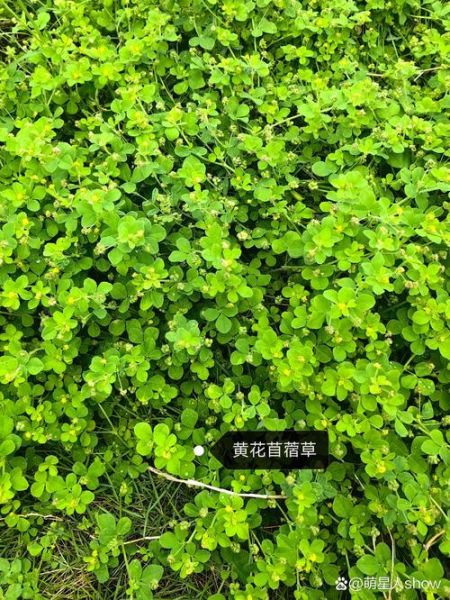 什么青草可以喂兔子_哪些青草不能喂