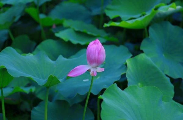 湖水荷花怎么拍_湖水荷花最佳观赏时间