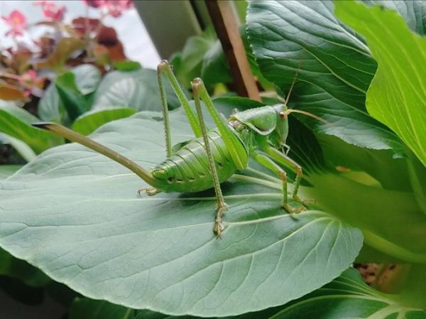 绿蝈蝈怎么养_绿蝈蝈吃什么最好