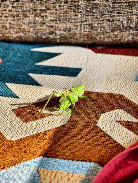 绿蝈蝈怎么养_绿蝈蝈吃什么最好