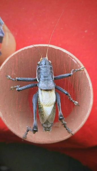 绿蝈蝈怎么养_绿蝈蝈吃什么最好