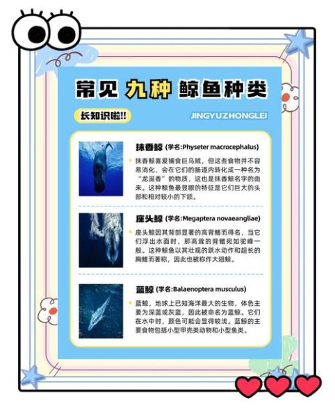 鲸鱼为什么被称为海洋精灵_鲸鱼有哪些美丽的词语
