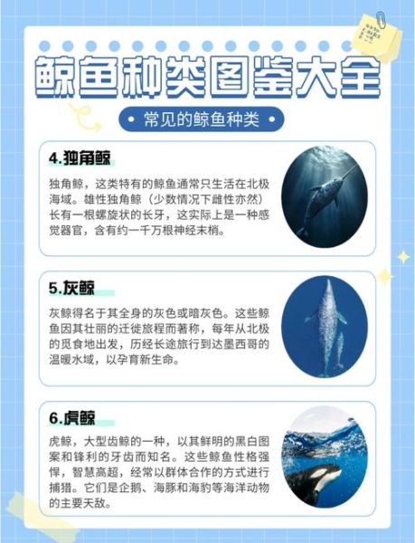 鲸鱼为什么被称为海洋精灵_鲸鱼有哪些美丽的词语