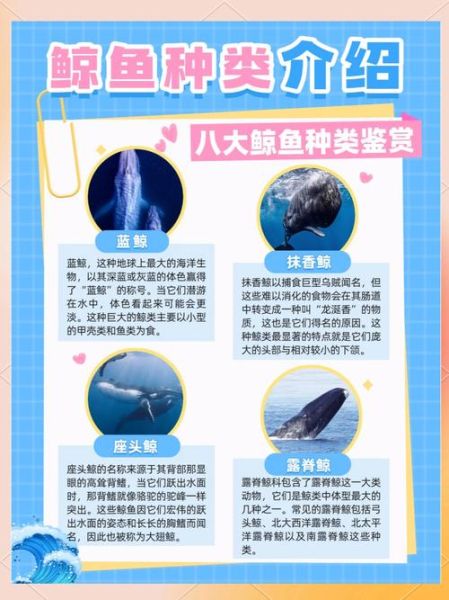 鲸鱼为什么被称为海洋精灵_鲸鱼有哪些美丽的词语