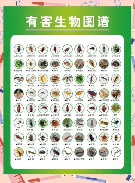 虫子为什么叫_虫子怎么来的