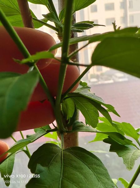 分叉的解释词语_分叉是什么意思