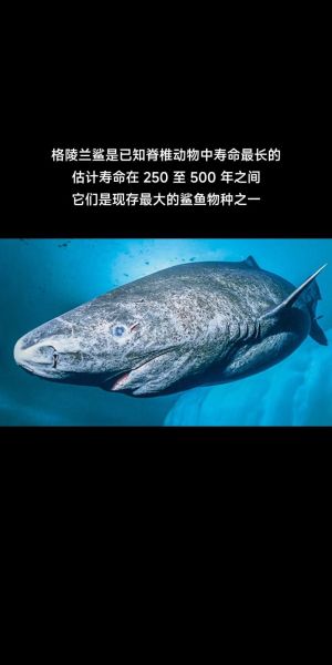 鲨鱼的寿命有多长_鲨鱼为什么会攻击人类