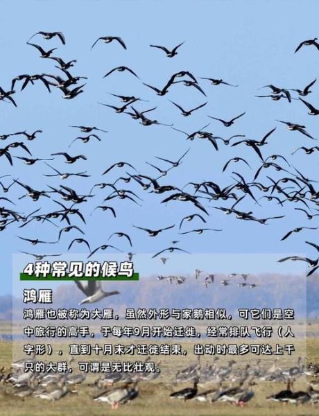 鸟儿干嘛要迁徙_鸟儿干嘛在清晨鸣叫