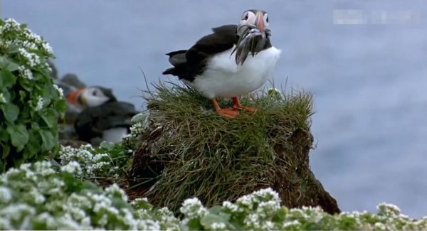 鸟儿干嘛要迁徙_鸟儿干嘛在清晨鸣叫