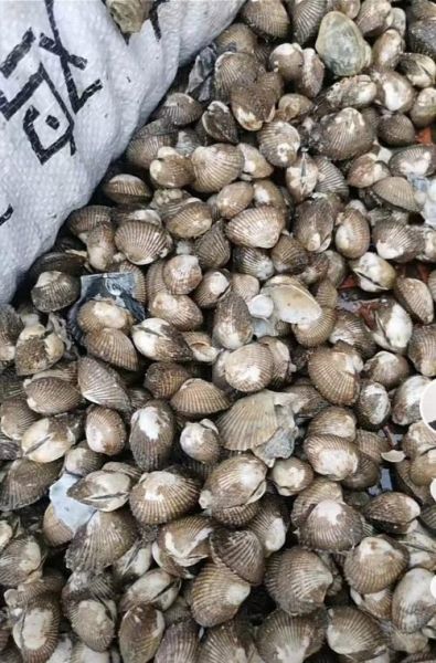 血螺怎么清洗_血螺的家常做法