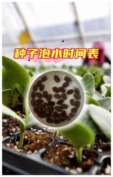 种子催芽需要几天_催芽最快的方法