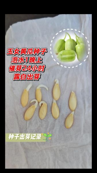 种子催芽需要几天_催芽最快的方法