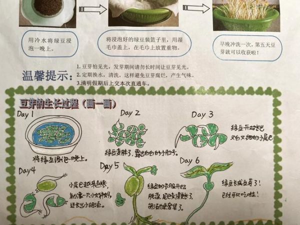 绿豆怎么种_种绿豆多久发芽