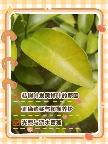 树叶为什么变黄_树叶变黄怎么办