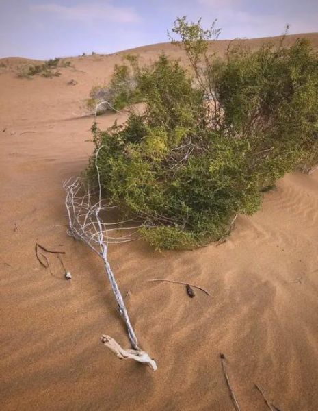 沙漠环境有多恶劣_如何生存