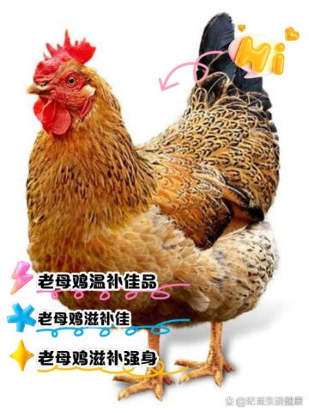 母鸡是什么词语_母鸡是褒义还是贬义