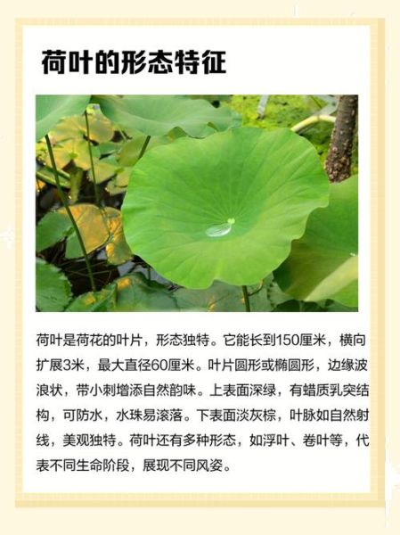 荷叶像什么_荷叶的比喻有哪些