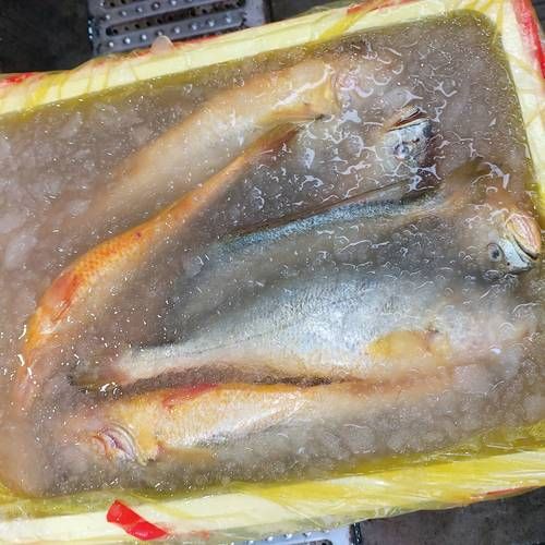 冰冻小黄鱼怎么做好吃_冰冻小黄鱼的家常做法