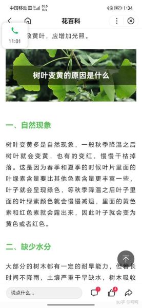 树叶为什么会变黄_树叶变黄的原因有哪些
