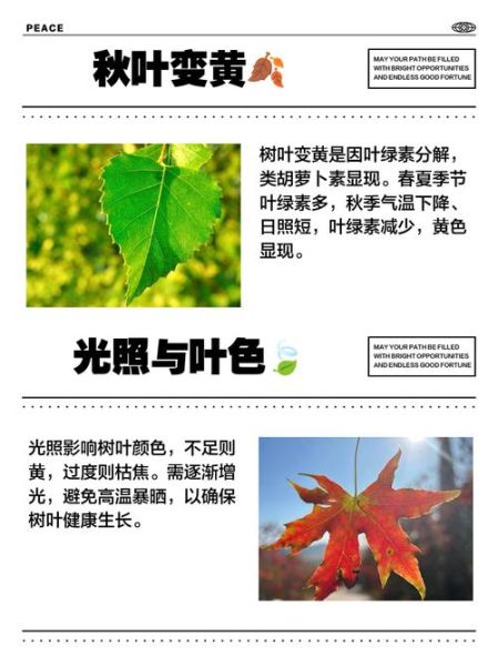 树叶为什么会变黄_树叶变黄的原因有哪些