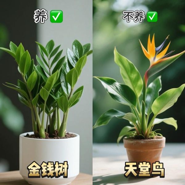 盆栽是不是词语_盆栽算不算词语