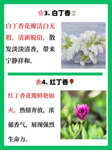 丁香花语是什么_丁香象征意义有哪些