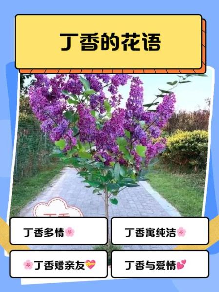 丁香花语是什么_丁香象征意义有哪些