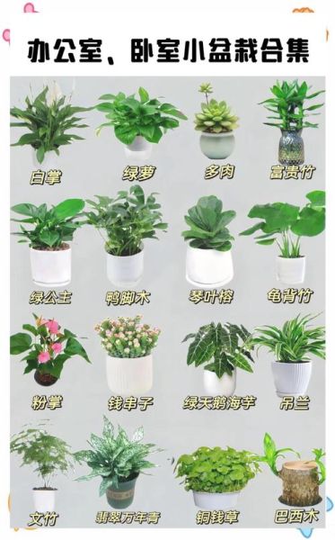 盆栽是不是词语_盆栽算不算词语