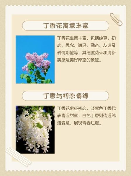 丁香花语是什么_丁香象征意义有哪些
