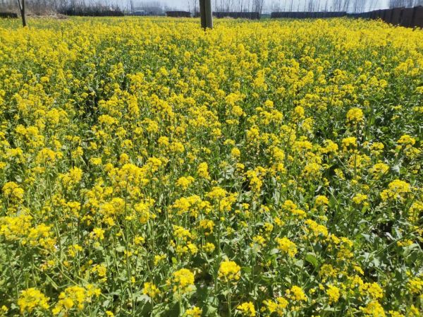 金黄黄的油菜花什么时候开_金黄黄的油菜花在哪里看