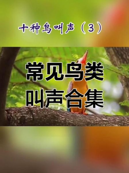 鸟儿为什么叫得这么好听_如何模仿鸟叫