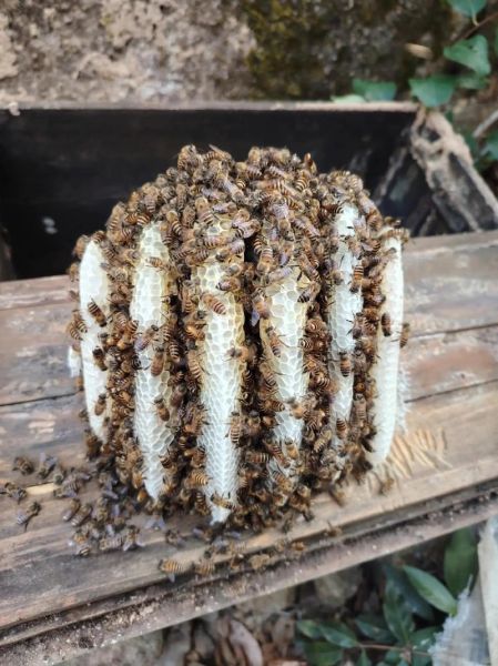 蜜蜂为什么采蜜_蜂蜜是怎么酿成的