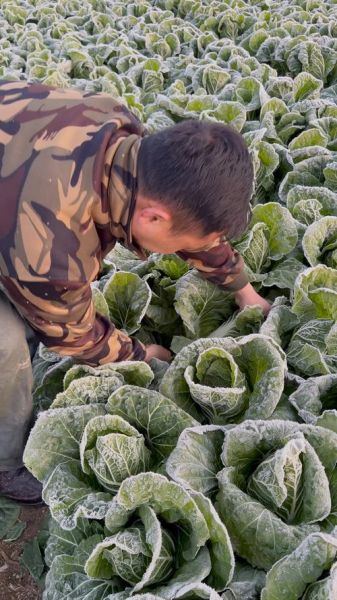 霜打的蔬菜还能吃吗_霜打后营养会流失吗