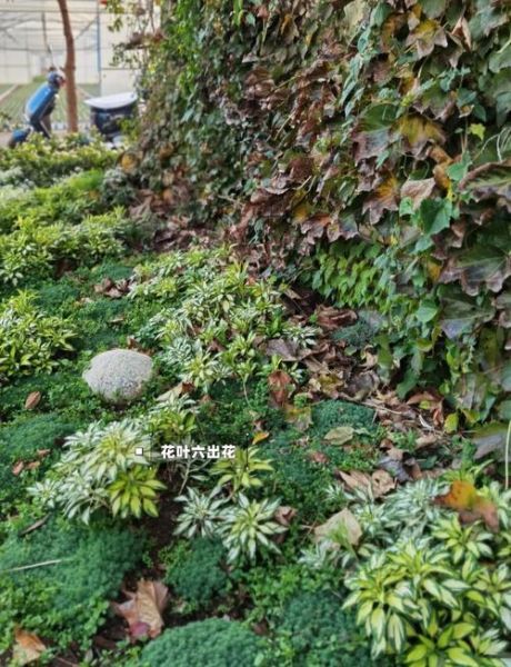 冬天园林植物怎么养护_冬季园林有哪些景色